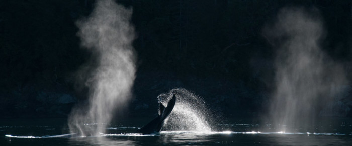 Three Humpbacks and a Minke Whale Three Humpbacks and a Minke Whale