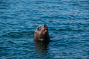 Steller sea lion