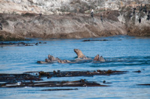 Raft of Steller sea lions