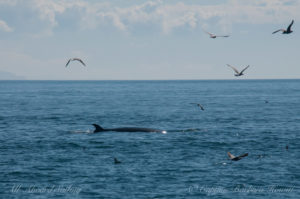 Minke whale