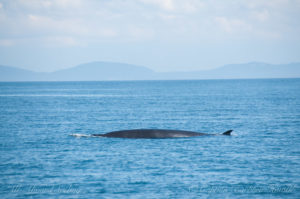 Minke whale