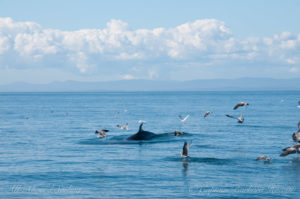 Minke whale surfacing near the diving birds