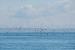 Minke whale surfacing near the diving birds
