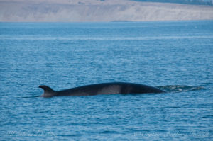Minke whale