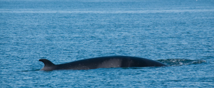 Multiple Minke Whales