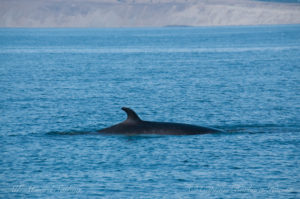 Minke whale