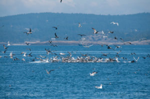 Minke whale surfacing near the diving birds