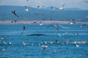 Minke whale surfacing near the diving birds