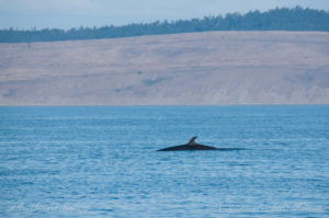 Minke whale on Salmon Bank
