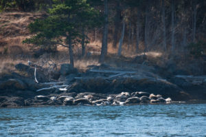 Group of harbor seals enjoying the sunshine