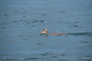 Deer swimming from Turn Island to San Juan Island