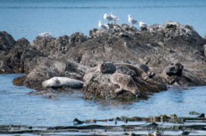 Harbor seals