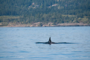 L91 Muncher with calf L122 Magic