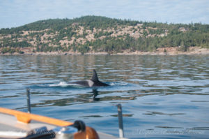 J31 Tsuchi passing close by us as we drifting under sail