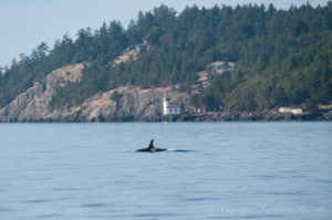 Orcas foraging off Lime Kiln Pt State Park