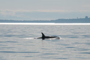 Southern Resident Orca heading up Haro Strait