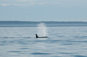 Orca exhale