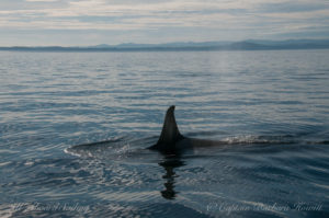 L82 Kasatka heading down island