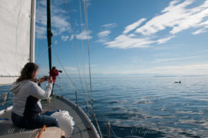 Sailing with whales in paradise