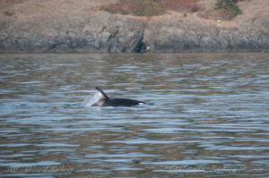 L116 Finn chasing a fish