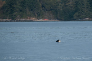 J50 Scarlet showing us her teeth