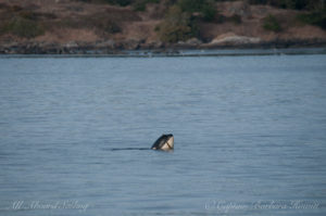 J50 Scarlet playing with bull kelp