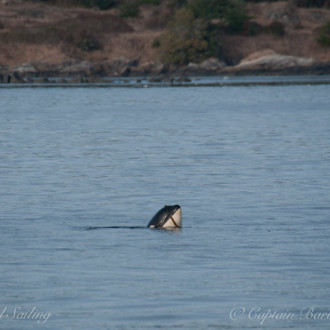 A special day with Southern Resident Orcas from J & L Pods