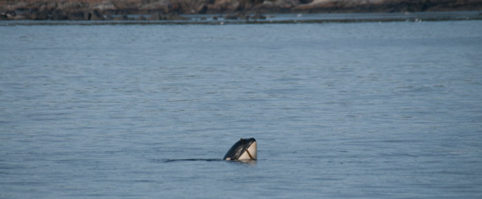 A special day with Southern Resident Orcas from J & L Pods A special day with Southern Resident Orcas from J & L Pods