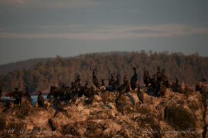 Cormorants in the sunset