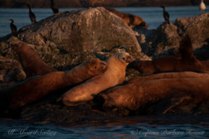 Steller sea lions resting at sunset