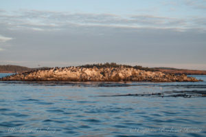 The life on Whale Rocks