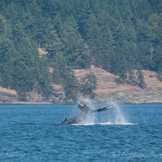 A sail with a pair of humpbacks