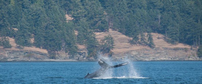 A sail with a pair of humpbacks