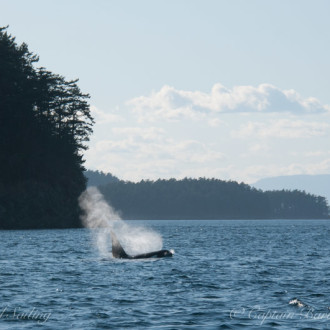 A visit with Biggs/Transient killer whales – T123’s