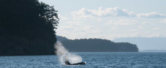 A visit with Biggs/Transient killer whales – T123’s