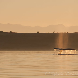 We found 2 humpback whales passing Friday Harbor