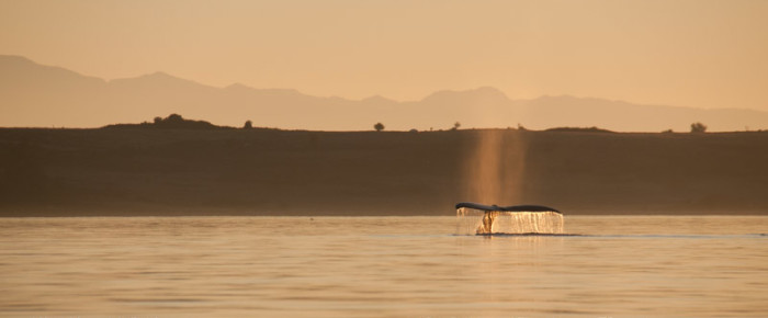 We found 2 humpback whales passing Friday Harbor