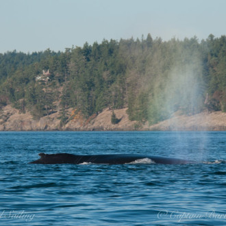 Another pair of humpbacks passing Friday Harbor
