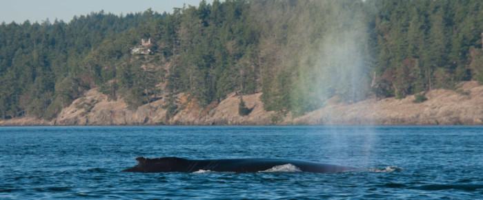Another pair of humpbacks passing Friday Harbor
