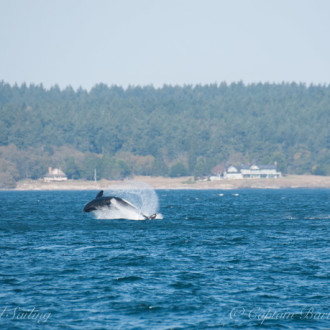 Sailing with transient orcas T2C’s and 2 humpback whales