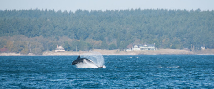 Sailing with transient orcas T2C’s and 2 humpback whales
