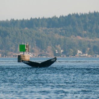 Another humpback whale passing Friday Harbor