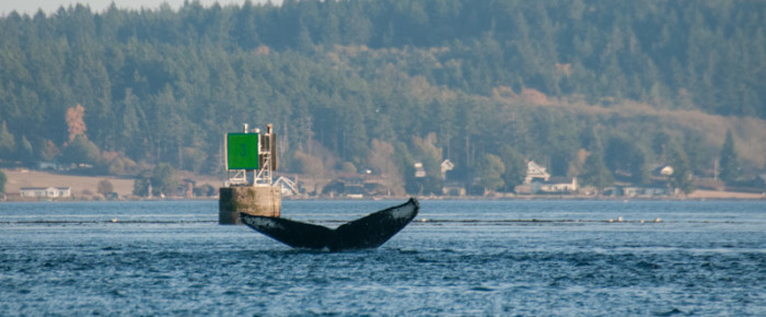 Another humpback whale passing Friday Harbor