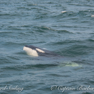 Transient orcas and great sailing, Patos to Matia Islands