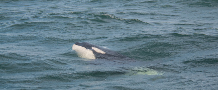 Transient orcas and great sailing, Patos to Matia Islands