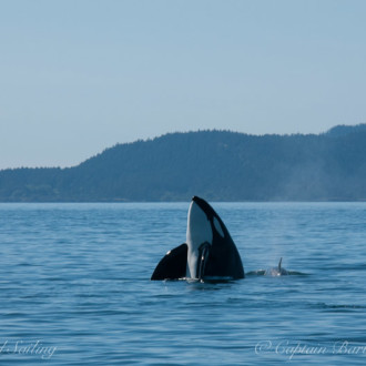 Humpback in Boundary and the T123’s Orcas at Point Disney