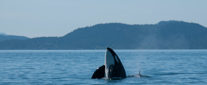 Humpback in Boundary and the T123’s Orcas at Point Disney