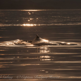 Humpback in Glassy sunset seas North of Tumbo