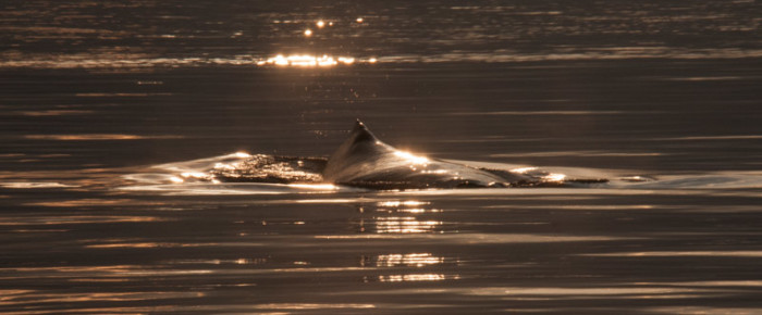 Humpback in Glassy sunset seas North of Tumbo
