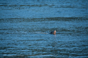 One lucky sea lion silent at the surface after orcas had passed